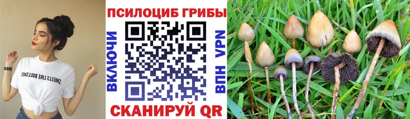 купить наркотик  Тетюши  Галлюциногенные грибы GOLDEN TEACHER 